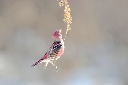 北朱雀(靠山红)——拍于2019.2.16.