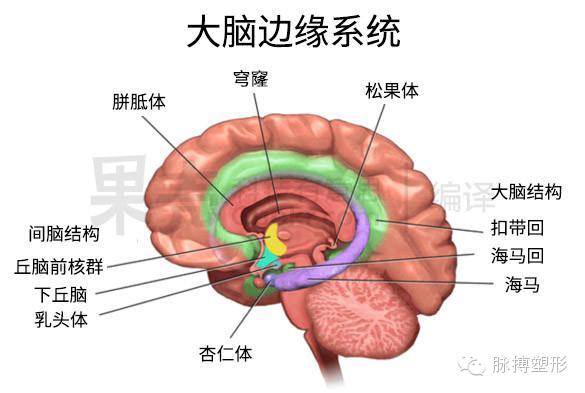 让我们看看抑郁症患者的大脑吧,某些结构的体积比正常大脑小,神经联系