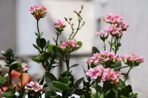 长寿花图片高清唯美长寿花图片大全