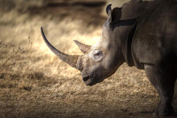 【眼界】犀牛角贸易禁令成废纸,犀牛还有明天吗?