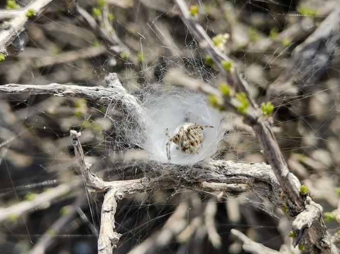 这是蜘蛛的窝,做在矮矮的灌木上.