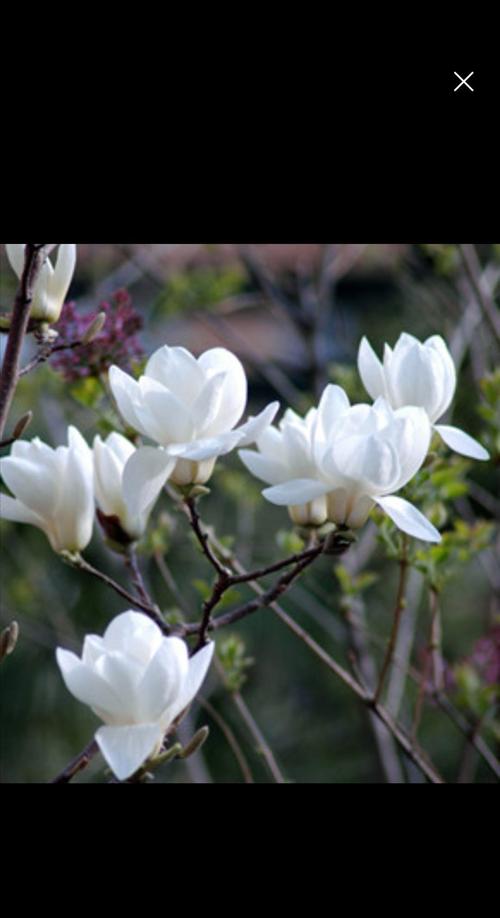 我以白花祭英雄—— 路北区韩城镇韩城中心小学四(1)中队清明节活动