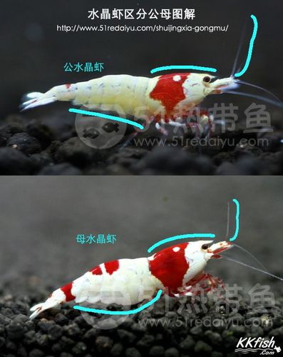 【图解】水晶虾区分公母