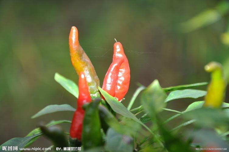小辣椒图片