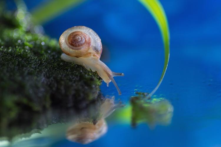 蜗牛图片 - 第1张