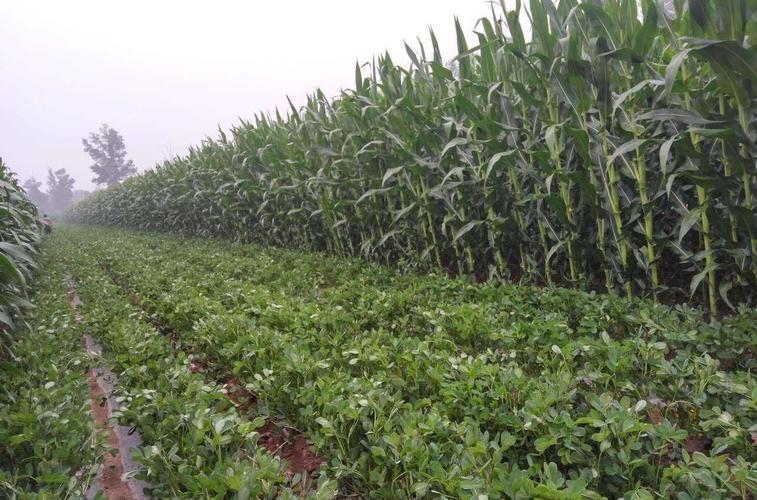 花生与玉米间作技术,你有了解过吗?_种植
