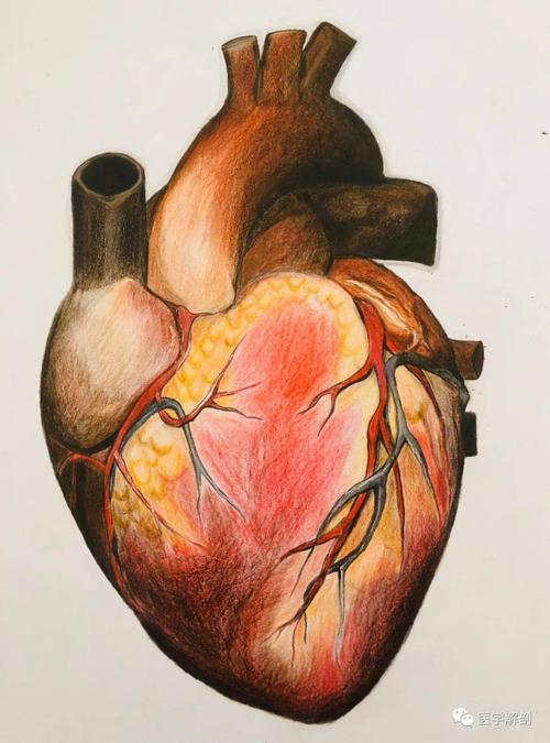 快来欣赏一组超赞的彩铅解剖图