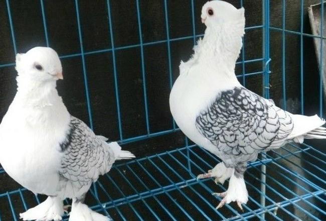 淑女鸽子价格 观赏鸽 种鸽