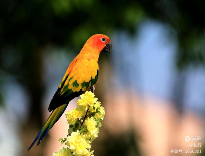 金太阳鹦鹉与紫胸鹦鹉