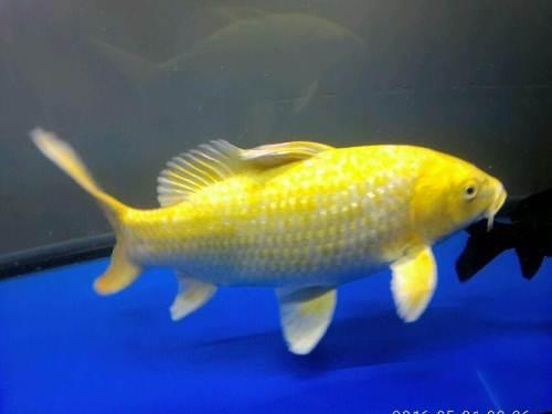 自家养的风水黄金锦鲤