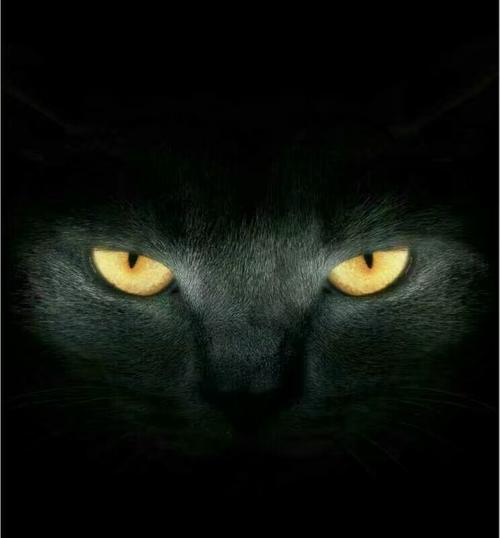 夜猫～老贵