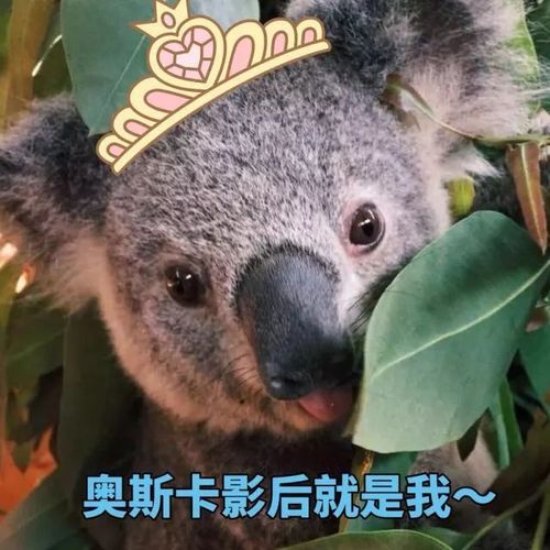 天啦噜!没想到你是这样的考拉!