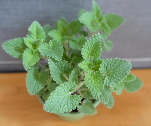 喵界大麻-猫薄荷