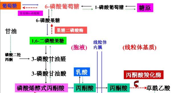 糖代谢的部分过程