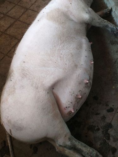 妊娠母猪母猪离分娩还有7天,不食,贪睡,看得小猪在肚子里乱动.