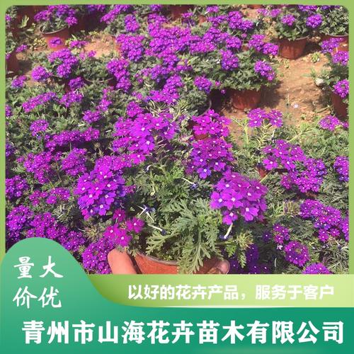 基地批发五色梅 培育五色梅小苗 山海 五色梅价格