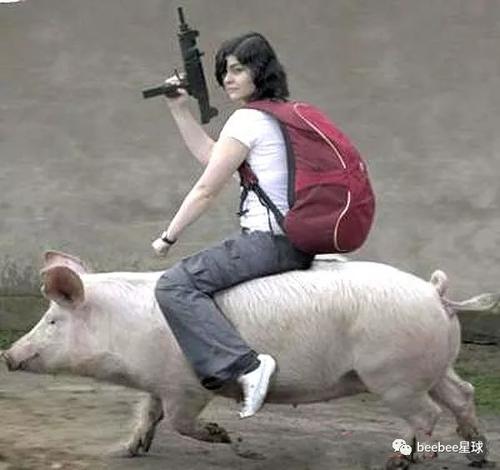骑猪大比拼,很多人在猪背上颠出了精神病