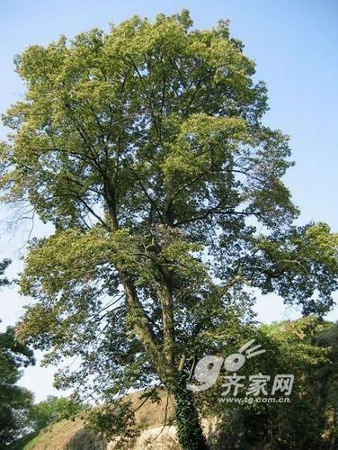 常见实木床材种分类——5,椴木床
