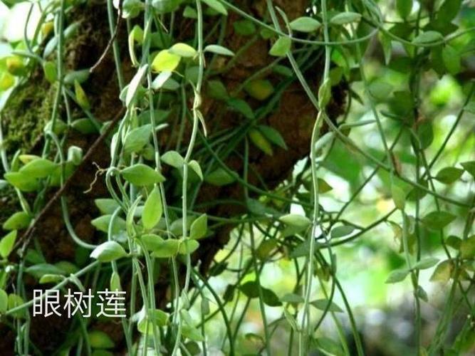 眼树莲(学名:dischidiachinensis)是萝藦科眼树莲属的植物,是中国的特