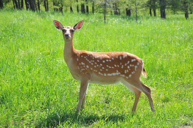 鹿总是给人一种温顺可爱的感觉那么关于鹿得种类都有哪些呢