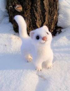 一个需要24小时不停吃东西的小吃货,也是世界上最小的肉食哺乳动物