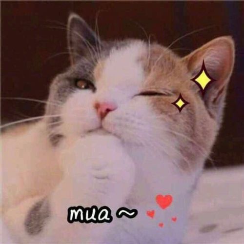 老公给我买这个 超可爱猫咪表情包