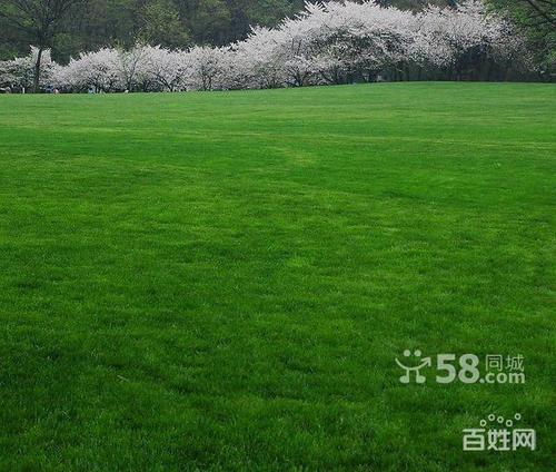 【图】- 优质草坪出售 - 南京鲜花盆景 - 百姓网