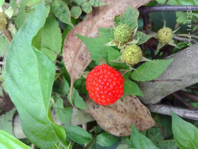 金洞簕 蛇泡果 金垌子 三月泡 空心泡 可以食用