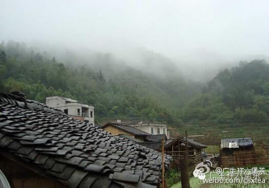 广西梧州,盛产六堡茶,因为丘陵山地多,微酸性土壤,降水量充足等,适合