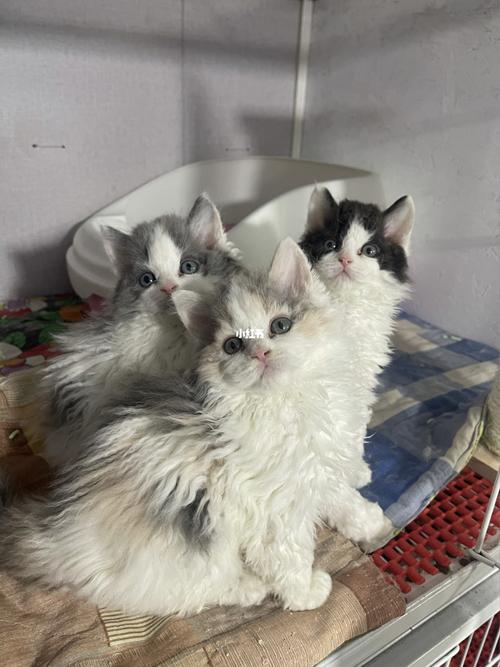 赛尔凯克卷毛猫纯合子