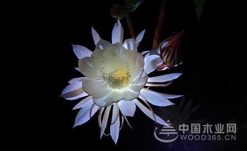 人们常用昙花一现比喻美好事物不持久,类似的成语有弹指之间,电光火石