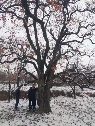 山西柿子树哪里多柿子树在哪里购买运城大规格柿子树