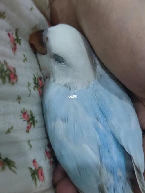 出一只漂亮的重色蓝伊莎牡丹鹦鹉_鹦鹉_牡丹_小仙女_宠物_宠物其他