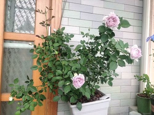 【月季】路西法～_月季_家居家装_家居装饰_花艺