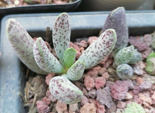 肉泡泡家的多肉水泡(一)