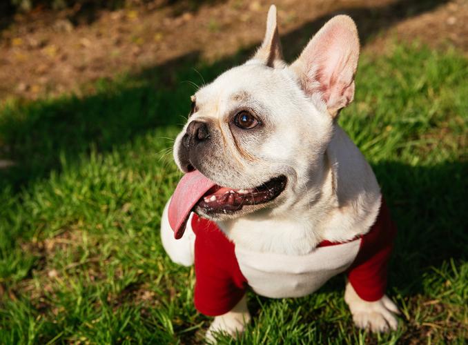 专家三点解析——法国斗牛犬和美国恶霸犬的种种