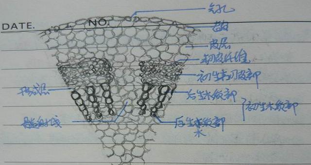 双子叶植物茎的次生结构
