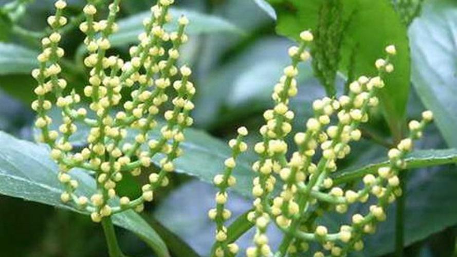 百花诗集之一九六《珠兰》