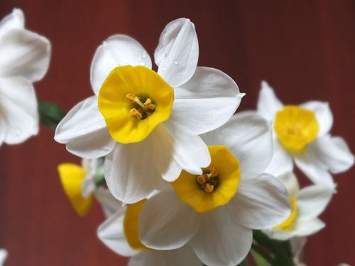 凌波仙子水仙花
