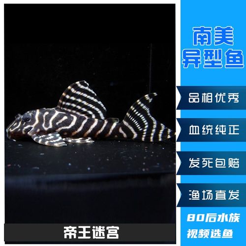 南美异型鱼熊猫异形l333帝王迷宫观赏鱼宠物鱼耐活好养底栖鱼活体