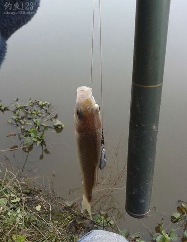 2014年末水库垂钓鲫鱼封竿之战_钓鱼人必看