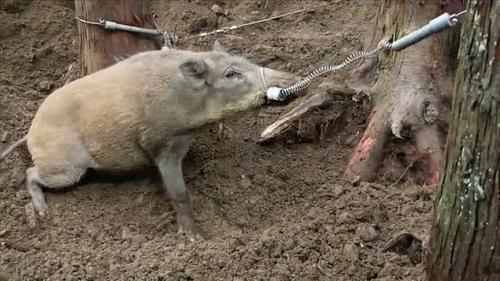一男子拿木棍戏弄300斤的大野猪,下一秒瞬间后悔