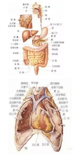 史上最全的人体各部位解剖全图,值得收藏