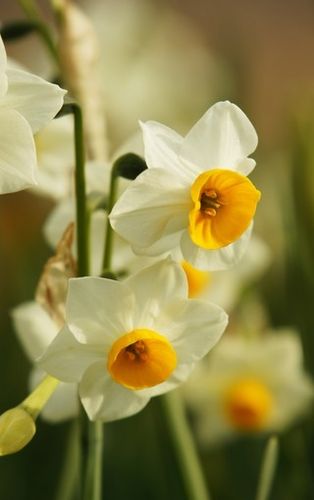 清新典雅的水仙花图片壁纸