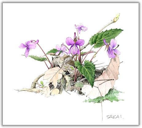 紫花地丁
