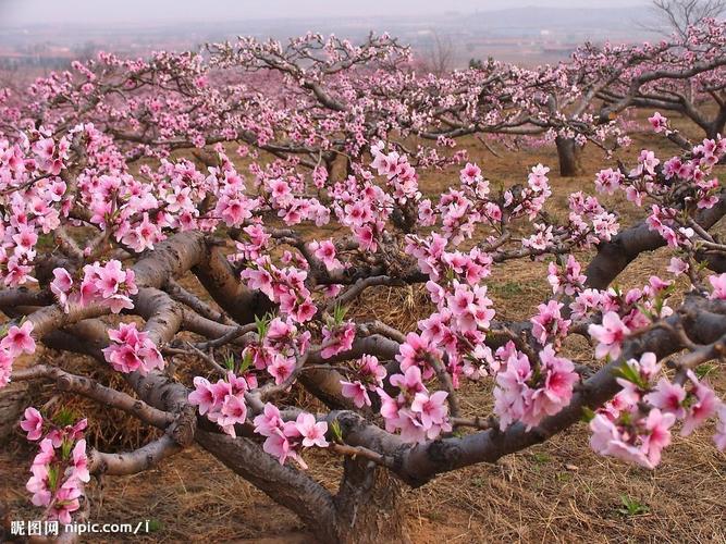 展开全部 发给你张照片看看.桃树先开花,后长叶.
