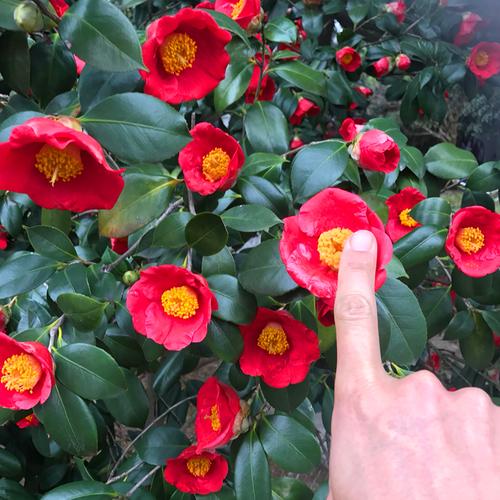 茶花四季开花别墅阳台室外耐寒庭院绿化常青红观叶