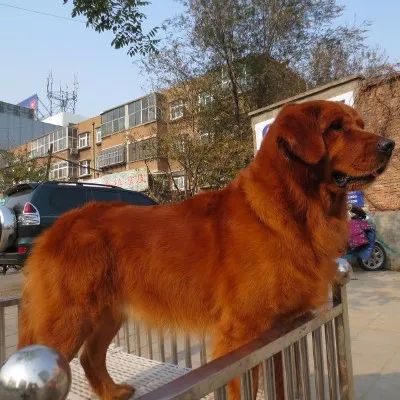 枫叶红是好金毛?