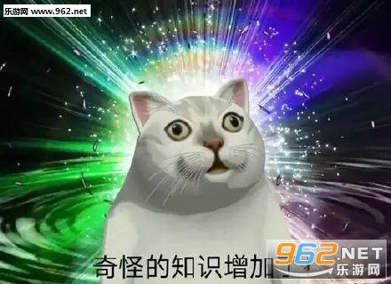 思维升华猫表情包