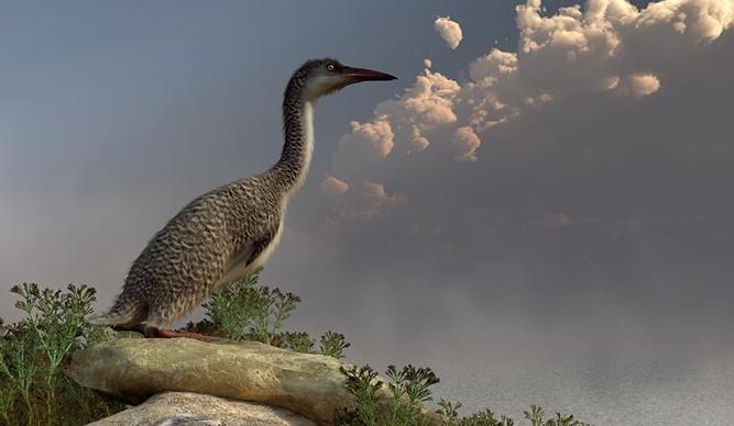 今鸟亚纲(ornithurae) 代表:黄昏鸟(hesperornia)